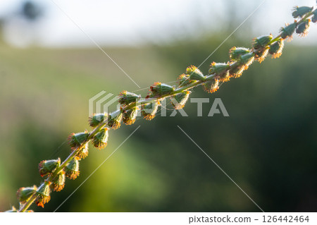 Common agrimony seeds, Latin name Agrimonia eupatoria 126442464