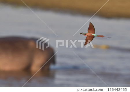 Southern Carmine Bee-eater in flight Southern Carmine Bee-eater in flight 126442465