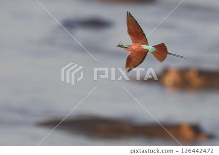 Southern Carmine Bee-eater in flight 126442472