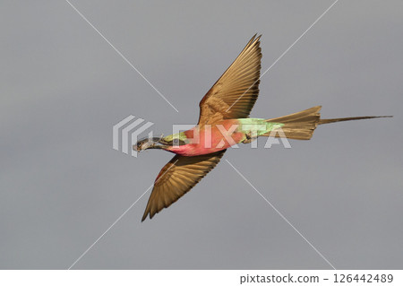 Southern Carmine Bee-eater in flight 126442489