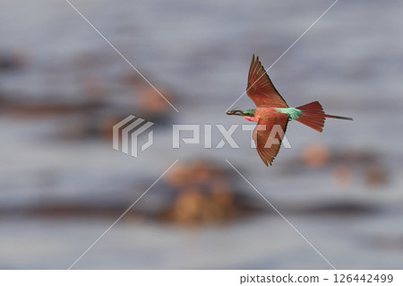 Southern Carmine Bee-eater in flight 126442499