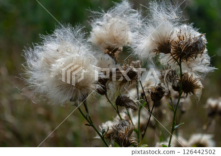 Centaurea scabiosa subsp. apiculata, Centaurea apiculata, Compositae. Wild plant shot in summer Centaurea scabiosa subsp. apiculata, Centaurea apiculata, Compositae. Wild plant shot in summer 126442502