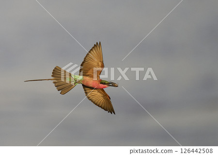 Southern Carmine Bee-eater in flight 126442508