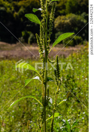 Amaranthus retroflexus, true to one of its common names, forms a tumbleweed. It may be native to the Neotropics or Central and Eastern North America. This plant is eaten as a vegetable in different Amaranthus retroflexus, true to one of its common names, forms a tumbleweed. It may be native to the Neotropics or Central and Eastern North America. This plant is eaten as a vegetable in different 126442524
