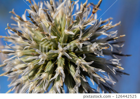 In the wild, the honey plant echinops sphaerocephalus blooms In the wild, the honey plant echinops sphaerocephalus blooms 126442525