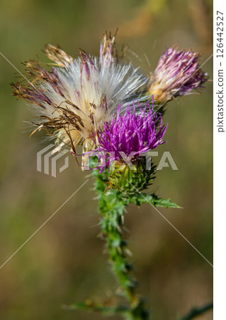 The bright purple flower of the carduus acanthoides, known as the spiny plumeless thistle, welted thistle, or plumeless thistle in front of the dark forest background The bright purple flower of the carduus acanthoides, known as the spiny plumeless thistle, welted thistle, or plumeless thistle in front of the dark forest background 126442527