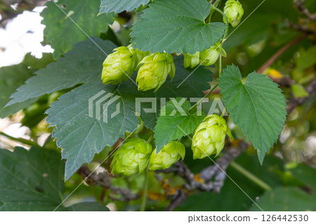 Hops flowers, of the hop plant Humulus lupulus, for beer production growing in the Bavaria by the Danube river on a sunny day 126442530