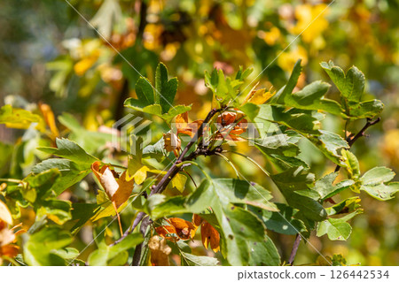 clusters of red fruits Crataegus coccinata tree close up 126442534