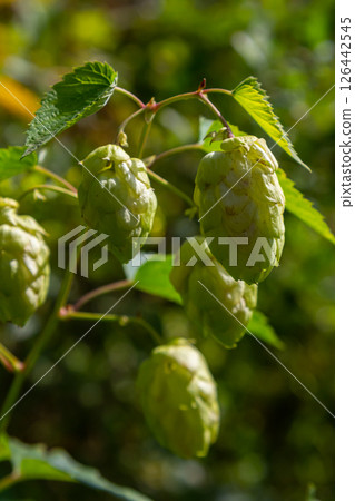 Hops flowers, of the hop plant Humulus lupulus, for beer production growing in the Bavaria by the Danube river on a sunny day 126442545