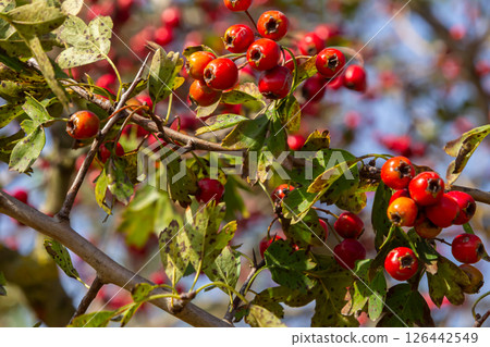 clusters of red fruits Crataegus coccinata tree close up clusters of red fruits Crataegus coccinata tree close up 126442549