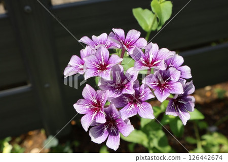 Stylish flower color Phlox Sugar Star 126442674