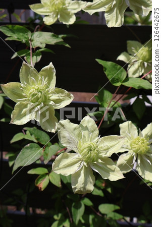 Clematis shiromanjou's white flowers have bloomed 126442675
