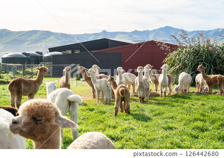 羊駝 農場 自然 動物 Alpaca animal アルパカ 126442680