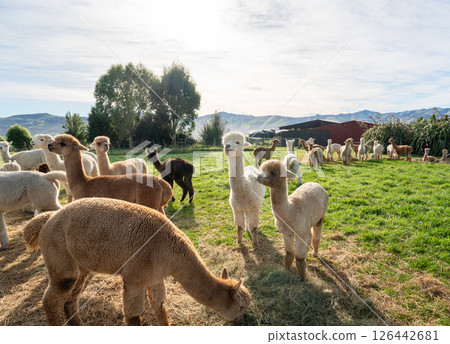 alpaca farm nature animal Alpaca animal アルパカ 126442681