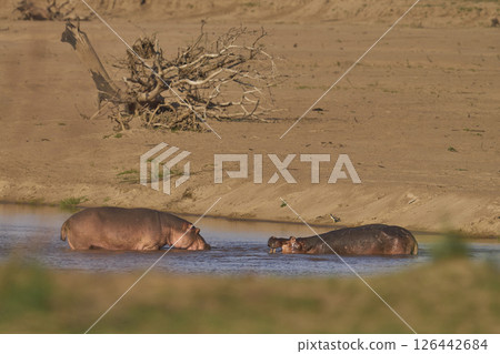 Hippo in the Luangwa River Hippo in the Luangwa River 126442684