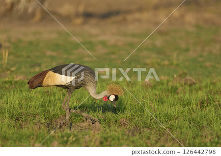 Grey Crowned Crane Grey Crowned Crane 126442798
