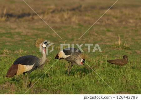 Grey Crowned Crane 126442799