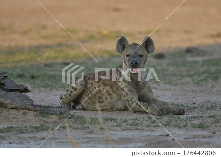 Spotted Hyaena 126442806