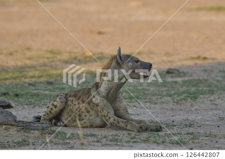 Spotted Hyaena 126442807