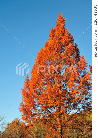 牧池公園的紅葉 牧池公園的紅葉 126442930