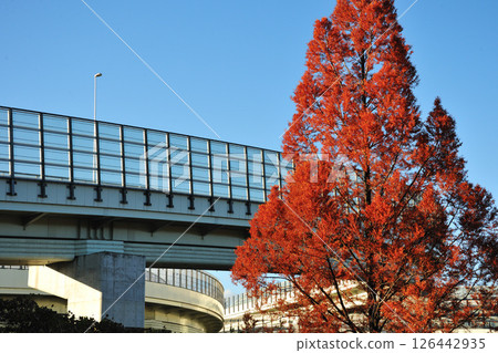 牧池公園的紅葉 126442935
