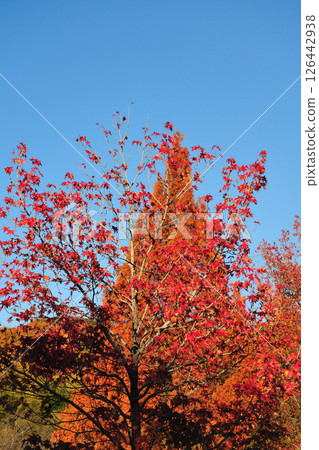 牧池公園的紅葉 牧池公園的紅葉 126442938