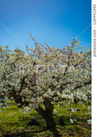 [Kyoto Scenery] Nijo Castle: Gorgeous and lustrous cherry blossoms 126442948