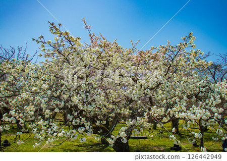 【京都風光】二條城：綏爛奪目的櫻花 126442949