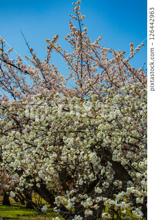 [Kyoto Scenery] Nijo Castle: Gorgeous and lustrous cherry blossoms 126442963