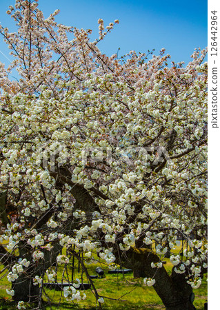 [Kyoto Scenery] Nijo Castle: Gorgeous and lustrous cherry blossoms 126442964