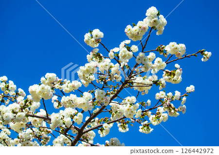 [Kyoto Scenery] Nijo Castle: Gorgeous and lustrous cherry blossoms 126442972