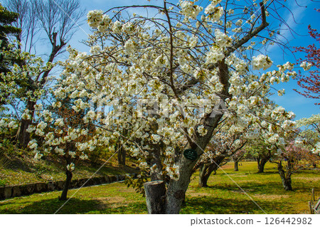 【京都風光】二條城：綏爛奪目的櫻花 126442982