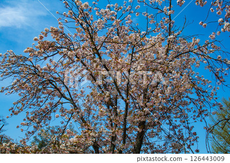 【京都風光】二條城：綏爛奪目的櫻花 126443009