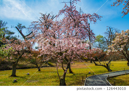 【京都風光】二條城：綏爛奪目的櫻花 126443010