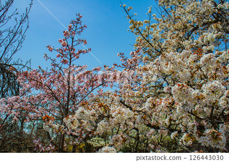 【京都風光】二條城：綏爛奪目的櫻花 126443030