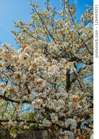 【京都風光】二條城：綏爛奪目的櫻花 126443031