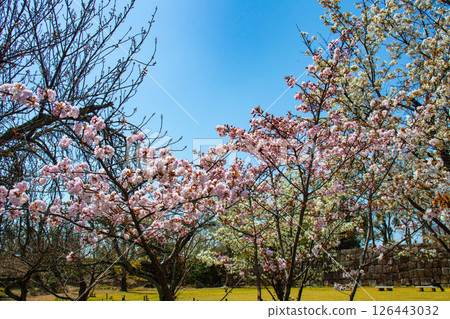 【京都風光】二條城：綏爛奪目的櫻花 126443032