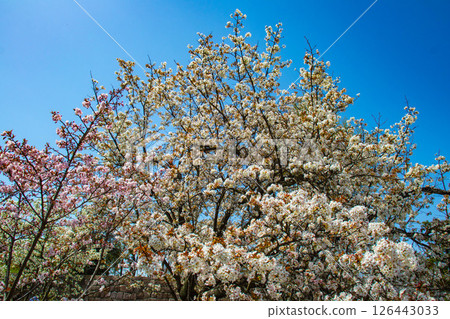 【京都風光】二條城：綏爛奪目的櫻花 126443033