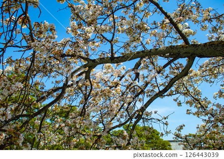 [Kyoto Scenery] Nijo Castle: Gorgeous and lustrous cherry blossoms 126443039