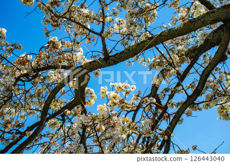 [Kyoto Scenery] Nijo Castle: Gorgeous and lustrous cherry blossoms 126443040
