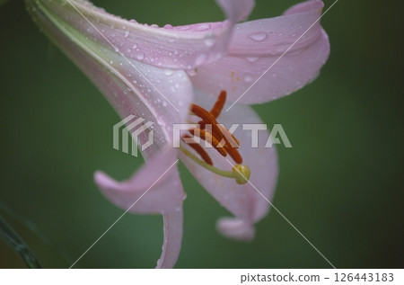 Sasayuri (Japanese lily) Sasayuri (Japanese lily) 126443183
