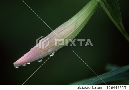 Sasayuri (Japanese lily) Sasayuri (Japanese lily) 126443235