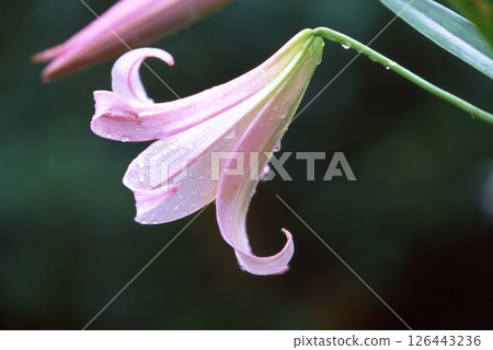 Sasayuri (Japanese lily) Sasayuri (Japanese lily) 126443236