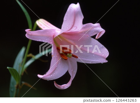 Sasayuri (Japanese lily) Sasayuri (Japanese lily) 126443263