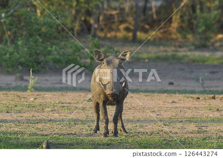 Warthog 126443274