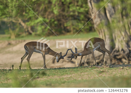 Male Impala rut Male Impala rut 126443276