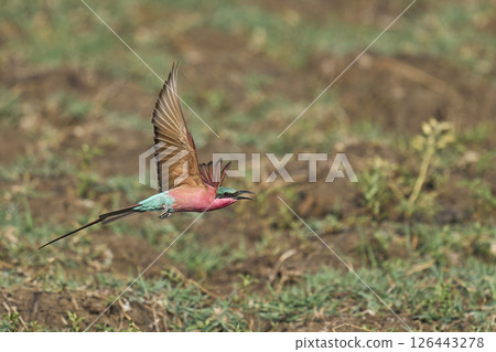 Southern Carmine Bee-eater hunting insects Southern Carmine Bee-eater hunting insects 126443278