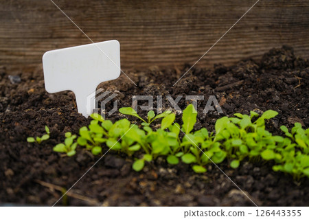 white empty sign next to the seedlings of plants on black soil side view 126443355