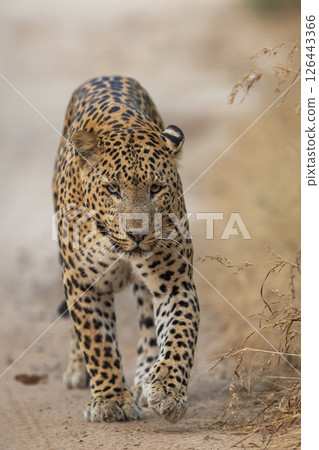 Indian wild male leopard or panthera pardus or panther walking straight on track head on with eye contact in natural environment during summer season wildlife safari at forest of central india Indian wild male leopard or panthera pardus or panther walking straight on track head on with eye contact in natural environment during summer season wildlife safari at forest of central india 126443366