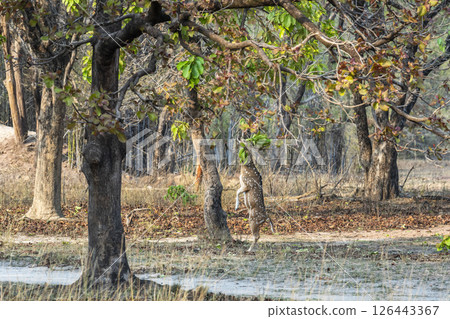 wild male spotted deer chital or axis deer chital standing on hind legs eating feeding green leaves from tree branches in safari at bandhavgarh national park forest tiger reserve madhya pradesh india 126443367